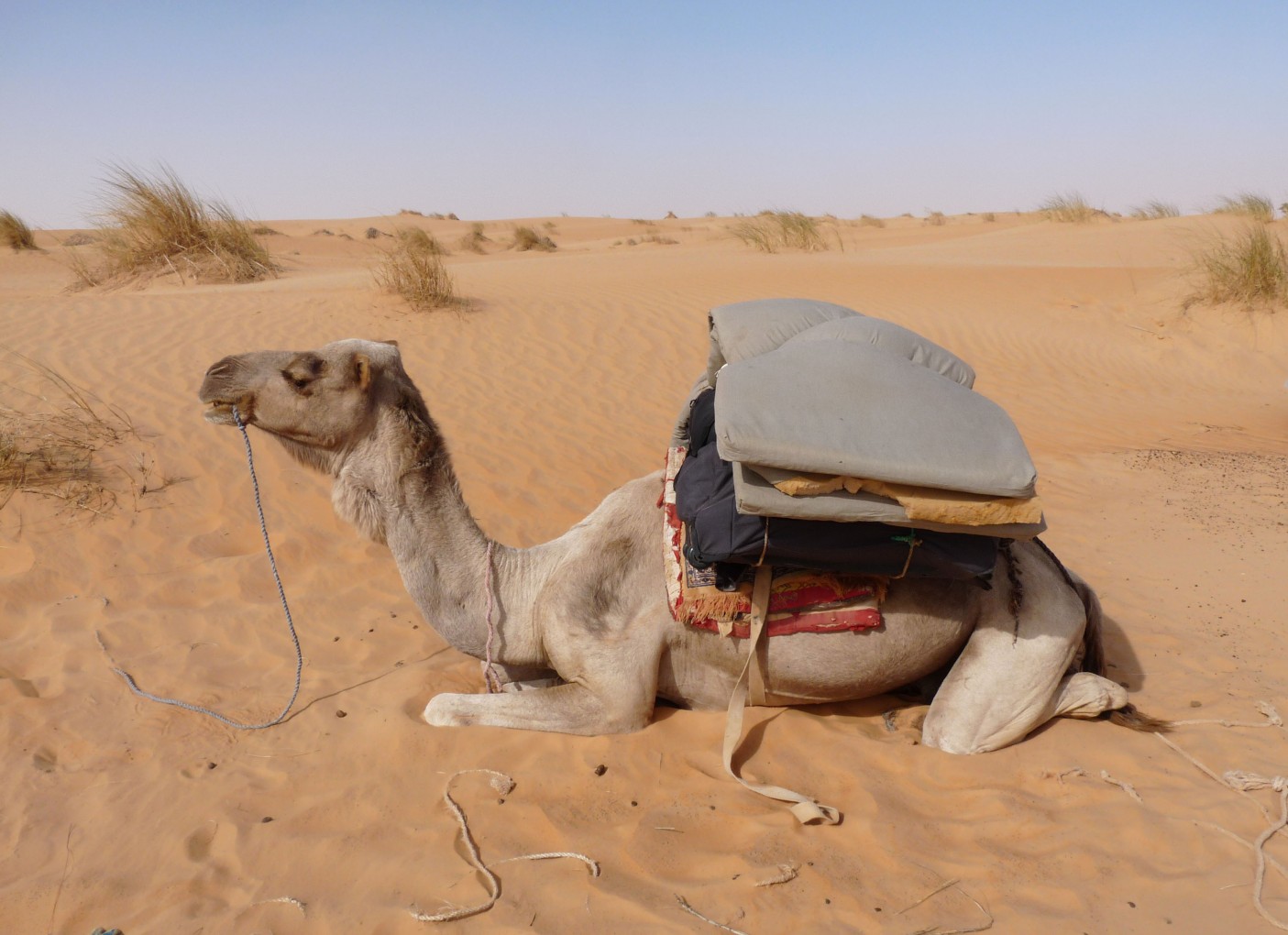 camel-in-adrar